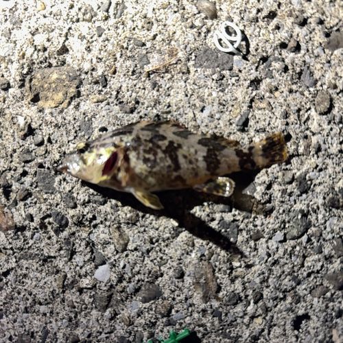 タケノコメバルの釣果