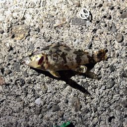 タケノコメバル