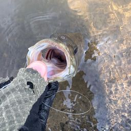 スモールマウスバス