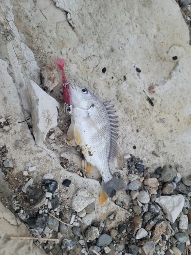 キビレの釣果