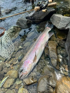 ニジマスの釣果