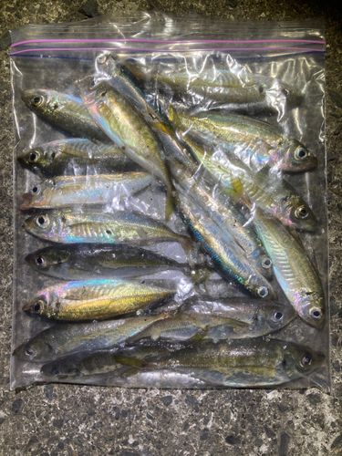 マアジの釣果