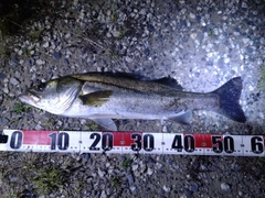 フッコ（マルスズキ）の釣果