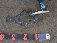 ソゲの釣果