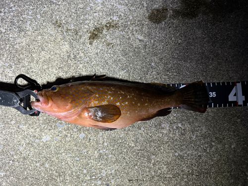 キジハタの釣果