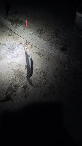 マアナゴの釣果