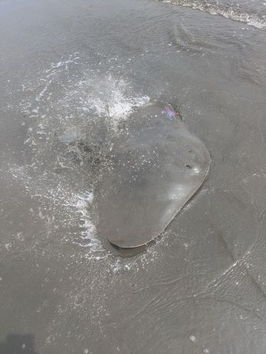 ツバクロエイの釣果