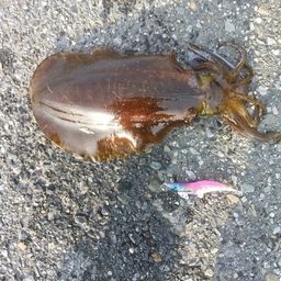 アオリイカ