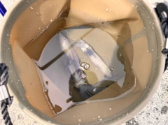 マメイカの釣果