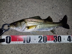 シーバスの釣果