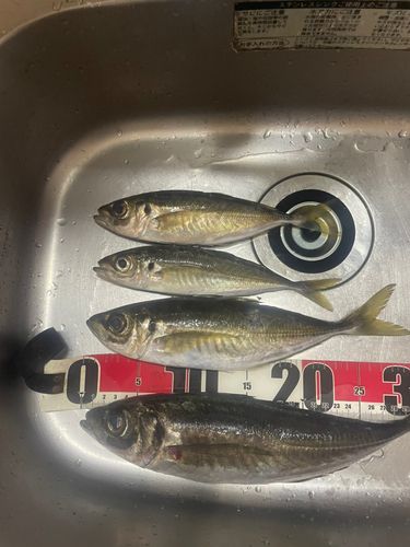 釣果
