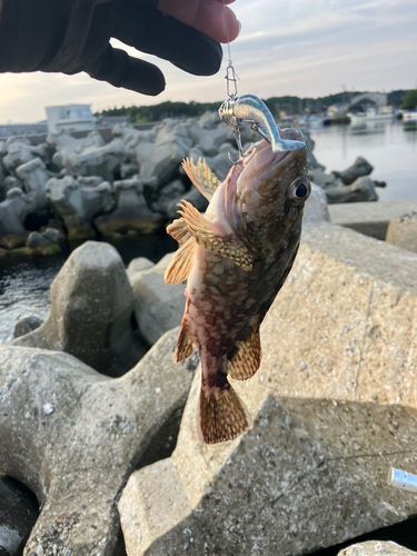 カサゴの釣果
