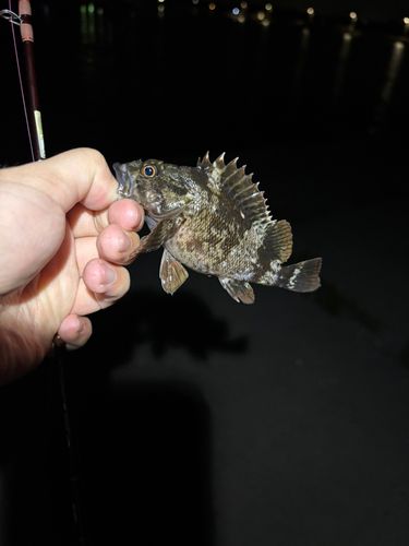 クロソイの釣果