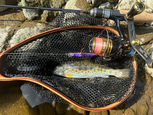 ヤマメの釣果