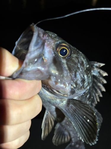 クロソイの釣果