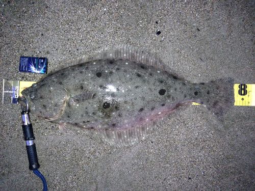 ヒラメの釣果