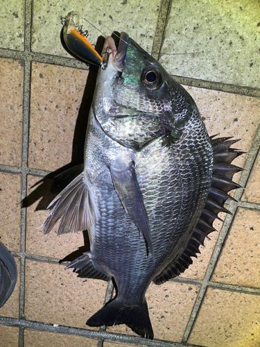クロダイの釣果