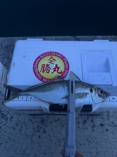 マアジの釣果