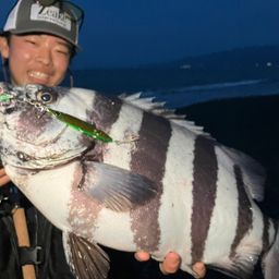 イシダイ