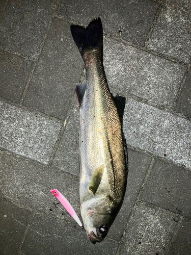 セイゴ（マルスズキ）の釣果