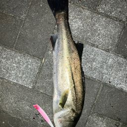 セイゴ（マルスズキ）