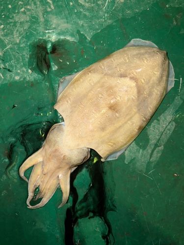 モンゴウイカの釣果