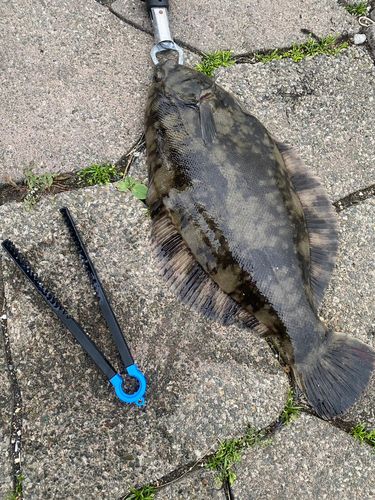 クロガシラガレイの釣果