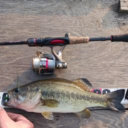 ラージマウスバス