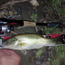 ラージマウスバス