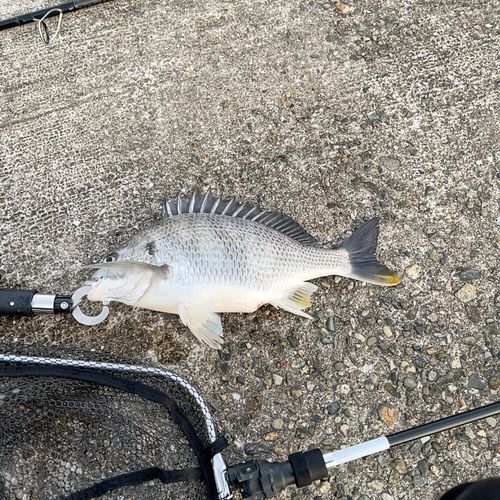 キビレの釣果