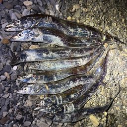 タチウオ