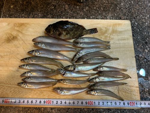 キスの釣果