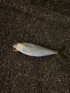 コノシロの釣果