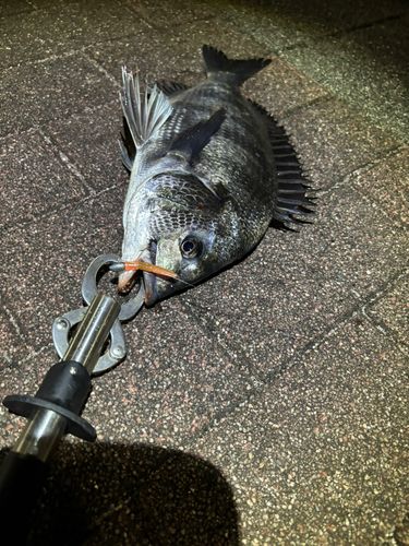 クロダイの釣果