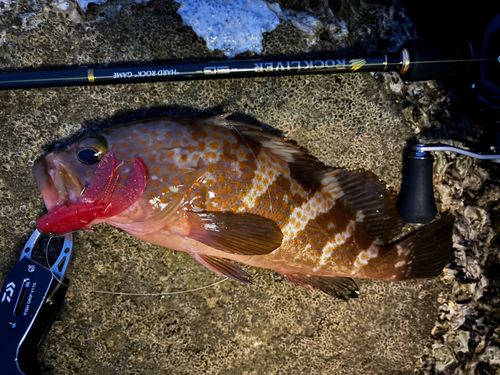 アコウの釣果
