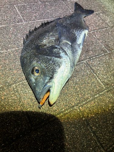クロダイの釣果