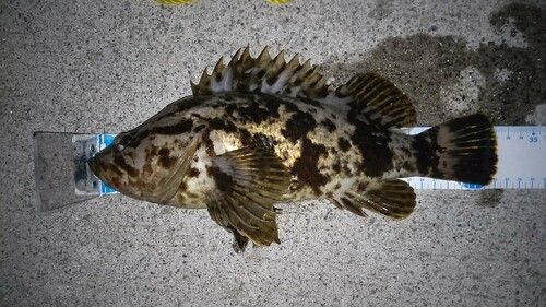 タケノコメバルの釣果