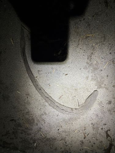 マアナゴの釣果