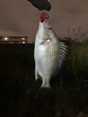 キビレの釣果