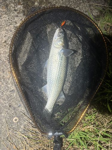 ボラの釣果