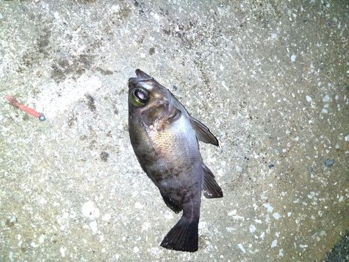 アカメバルの釣果