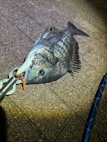 クロダイの釣果