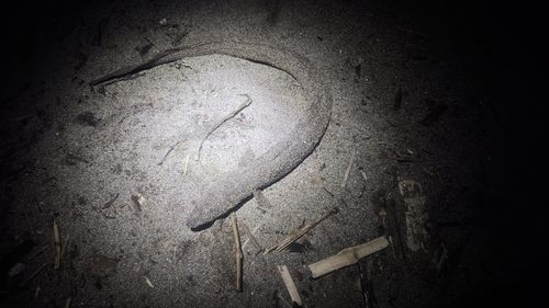 マアナゴの釣果