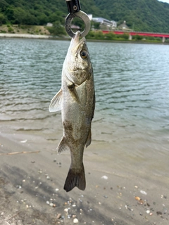 セイゴ（マルスズキ）の釣果