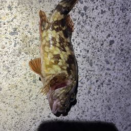 カサゴ
