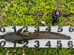 マナマズの釣果