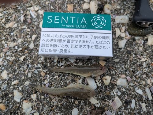 ハゼ