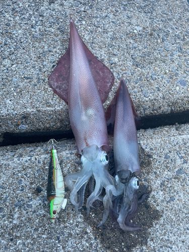 ヤリイカの釣果