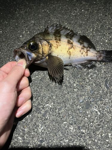 メバルの釣果