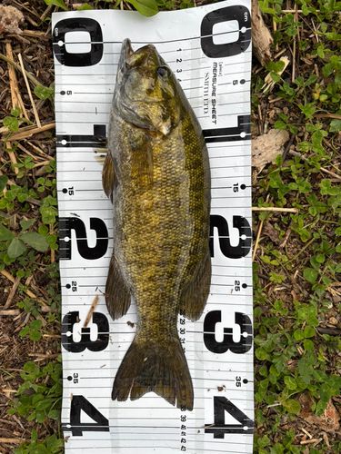 スモールマウスバスの釣果